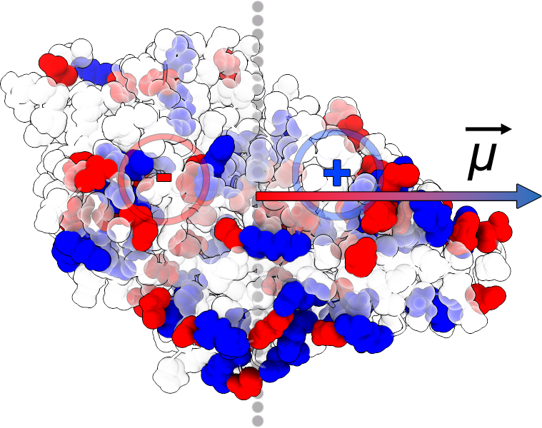 Protein with charged residues and an arrow showing the macrodipole vector