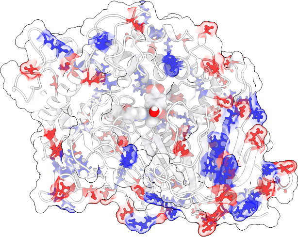 Protein surface with acidic and basic residues coloured red and blue