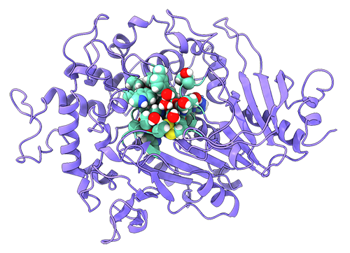 Enzyme in purple cartoon with the ligand and the active site shown as spheres